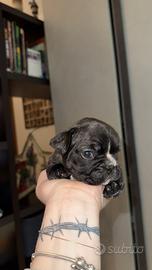 Bulldog francese