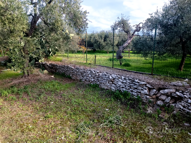 Uliveto 43 alberi + trullo