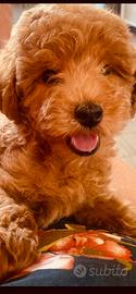 Cane barboncino