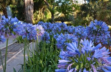 agapanthus (fiore dell amore )
