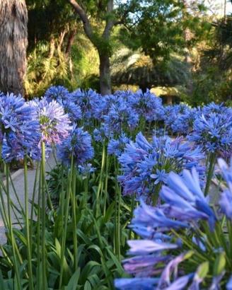 agapanthus (fiore dell amore )