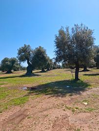 concimi digestato in zona scandriglia