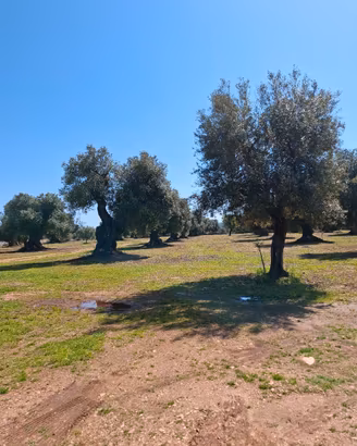 concimi digestato in zona scandriglia