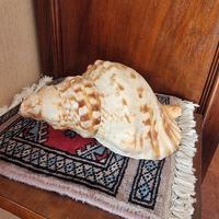 Tritone Gigante conchiglia 