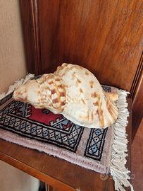 Tritone Gigante conchiglia 
