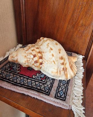 Tritone Gigante conchiglia 