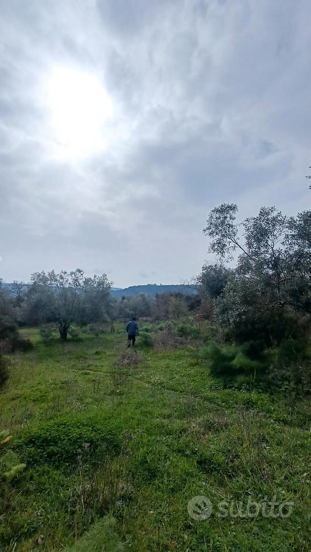 Terreno con uliveto - Vista 2