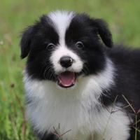 Border Collie cuccioli