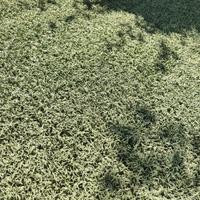 Rotoli erba sintetica