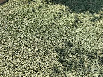 Rotoli erba sintetica