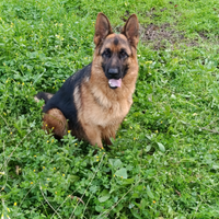 Pastore tedesco disponibile per monte