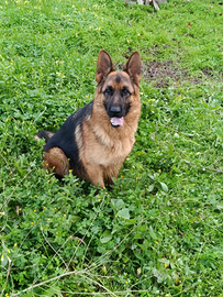 Pastore tedesco disponibile per monte