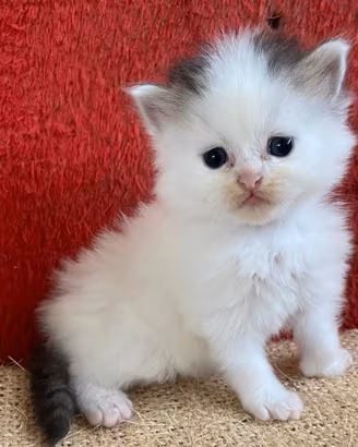 Persiano (maschietto)