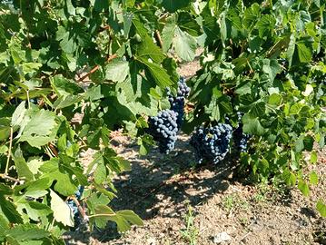 uva da vino 