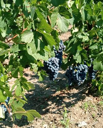 uva da vino 
