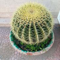 Pianta Grassa Cuscino della Suocera