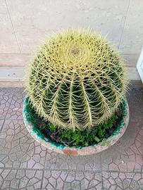 Pianta Grassa Cuscino della Suocera