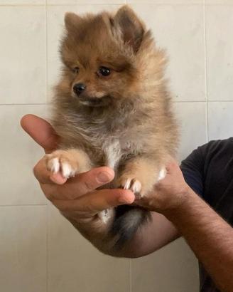 Spitz tedesco nano femmina