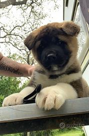 Cuccioli di Akita Americano