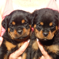 Cuccioli rottweiler con pedigree