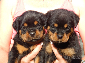 Cuccioli rottweiler con pedigree