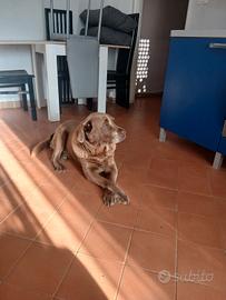 Cagnolone dolcissimo