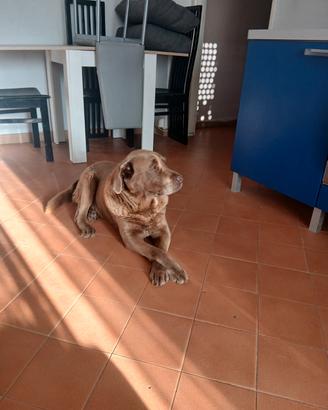 Cagnolone dolcissimo