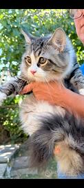 Gattino siberiano