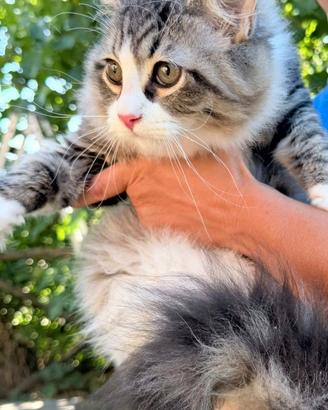 Gattino siberiano