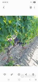 Uva rossa e bianca  Cirò 3398473279