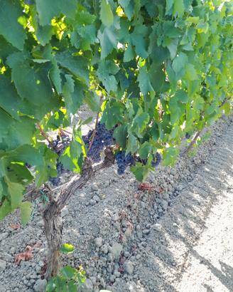 Uva rossa e bianca  Cirò 3398473279