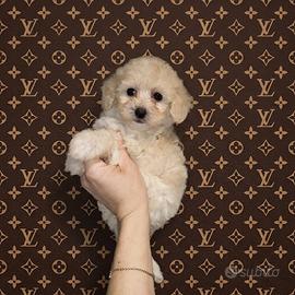 Maltipoo Toy maschietto color champagne