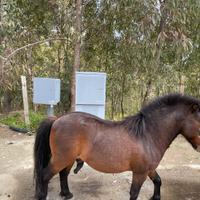 Cavallo pony razza farabella