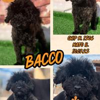 Barboncino toy SILVER _ BACCO con pedigree enci