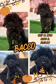 Barboncino toy SILVER _ BACCO con pedigree enci