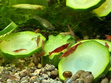 Caridine red cherry varie piante e mangime