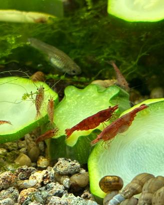 Caridine red cherry varie piante e mangime