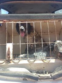 Setter