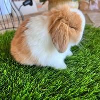 Coniglio Mini Lop