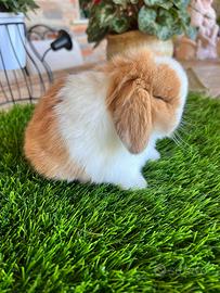 Coniglio Mini Lop