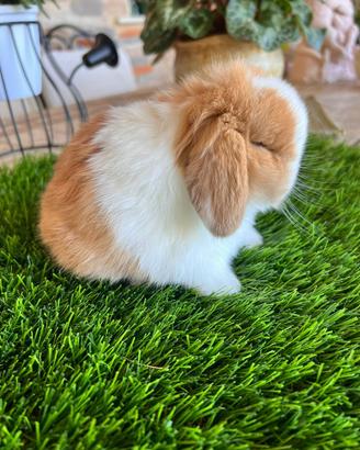 Coniglio Mini Lop