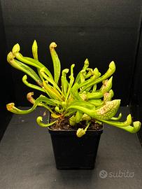 Sarracenia psitaccina