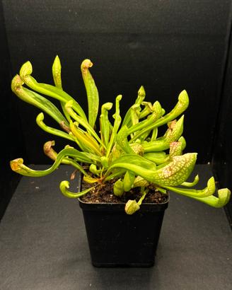 Sarracenia psitaccina