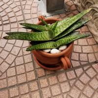 Gasteria in splendida forma + Vaso in Terracotta 
