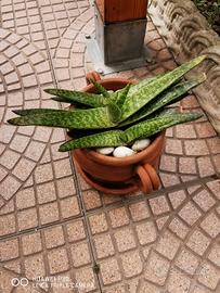 Gasteria in splendida forma + Vaso in Terracotta 
