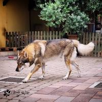 Cane lupo cecoslovacco