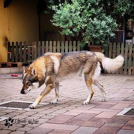 Cane lupo cecoslovacco