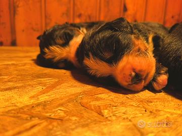 Cuccolata bovaro del bernese