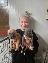 Cuccioli amstaff pedigree