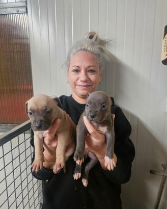 Cuccioli amstaff pedigree